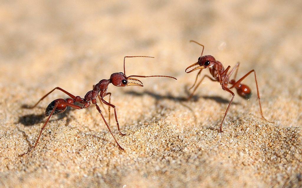 Communication in bulldog ants to represent Co-action effect